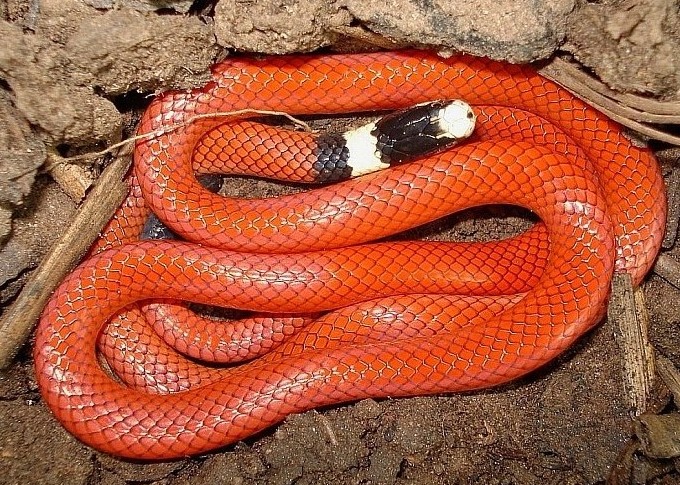 Muçurana – A Cobra de Cabeça Preta e Corpo Laranja | Mundo Ecologia