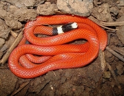 Muçurana – A Cobra de Cabeça Preta e Corpo Laranja | Mundo Ecologia