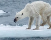 Mudanças Climáticas - Consequências 6