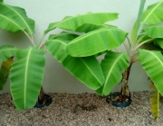 Musa Acuminata - Plantação 2
