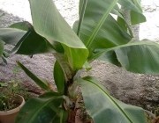 Musa Acuminata - Plantação 3