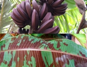 Musa Acuminata Zebrina 1