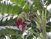 Musa Acuminata Zebrina 3