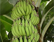 Musa Acuminata 3