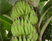 Musa Acuminata 6