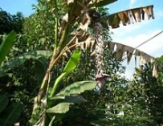 Musa Balbisiana 4