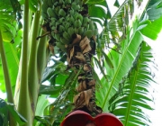 Musa Balbisiana 5