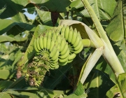 English Name Banana Botanical Name Musa paradisiaca,M balbisiama,M cavendishii,Family  Musaceae,bunch of banana plantain fruit