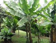 Musa Paradisiaca 1