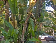 Musa Paradisiaca 3