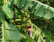 Musa Paradisiaca 4