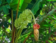 Musa Paradisiaca 5