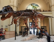 Field Museum 2
