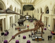 Field Museum 4