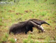 ARKive image GES001572 - Giant anteater