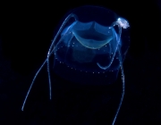 Narcomedusae,Bathykorus bouilloni jellyfish 6-17-16-233b