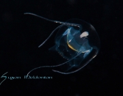 Narcomedusae, Bathykorus bouilloni (Aeginidae) Jellyfish 6-17-16