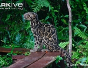 ARKive image GES066284 - Diard’s clouded leopard