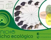 Nicho_logo
