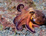 Nichos de Invertebrados Marinhos 6