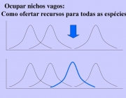 Ocupar nichos vagos: Como ofertar recursos para todas as espécies