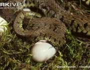 ARKive image ARK021772 - Grass snake