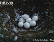 ARKive image GES061556 - Snowy owl