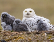 Snowy Owl Female and Owlets (1813)