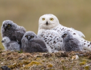 Snowy Owl Female and Owlets (1813)