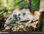 Long-eared Owl Little chicks in the nest