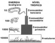 Níveis Tróficos 2