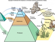 Níveis Tróficos 3