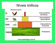 Níveis tróficos