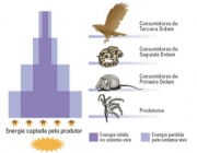 Nível Trófico na Ecologia 1