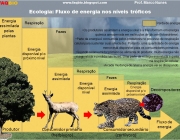 Nível Trófico na Ecologia 2