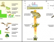 Nível Trófico na Ecologia 5