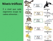 Nível Trófico na Ecologia 6