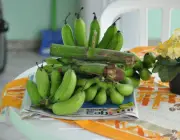Nódoa da Bananeira 3