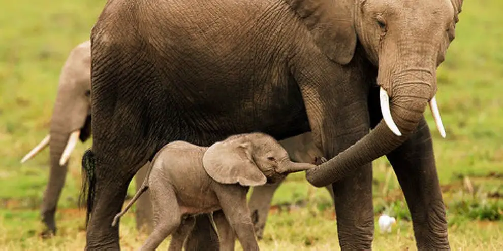 O Amor dos Elefantes Com Seus Filhotes 1