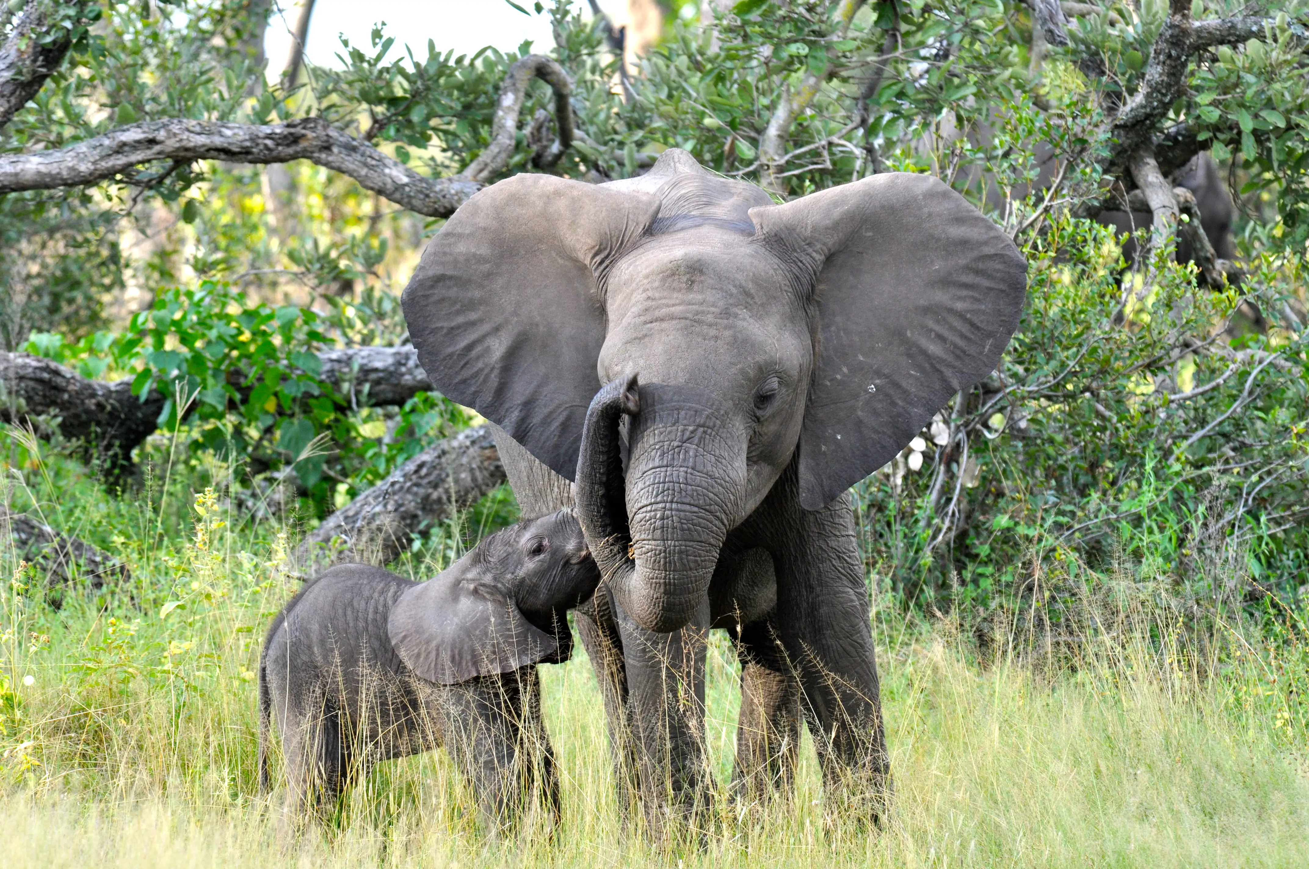 O Amor dos Elefantes Com Seus Filhotes 4