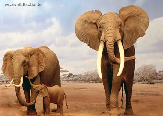 O Amor dos Elefantes Com Seus Filhotes 5