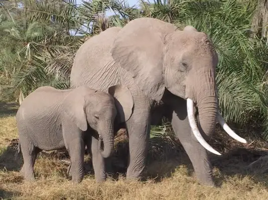 O Amor dos Elefantes Com Seus Filhotes 6