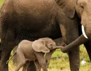 O Amor dos Elefantes Com Seus Filhotes 1