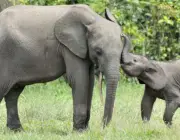 O Amor dos Elefantes Com Seus Filhotes 2