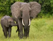 O Amor dos Elefantes Com Seus Filhotes 3