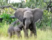 O Amor dos Elefantes Com Seus Filhotes 4