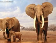 O Amor dos Elefantes Com Seus Filhotes 5