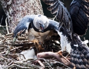 15_presa-levada-pelo-macho-alimenta-femea-e-filhote