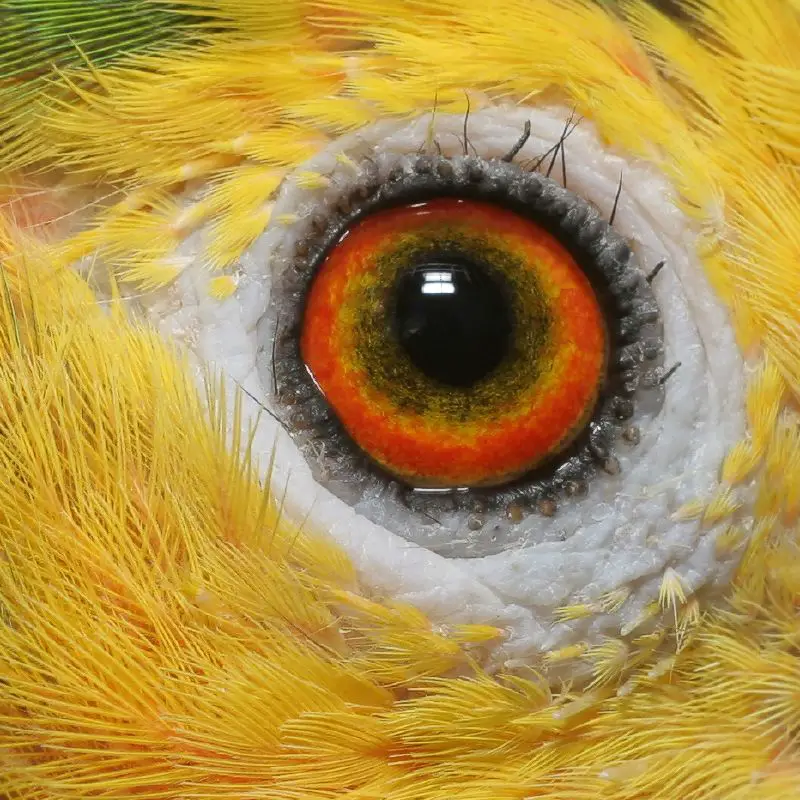 Цвет глаз птиц. Глаз птицы. Глаз попугая. Красивые глаза животных. Птица с красивыми глазами.
