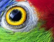 Olhos de Papagaio 1